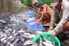 Fish farmers need help