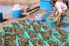 Seminar seeks ways to boost seafood exports