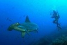 More than a million Atlantic sharks killed yearly: study