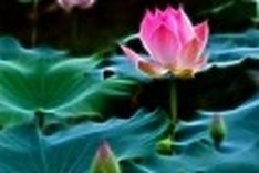 Which flower will be Vietnam’s national flower?