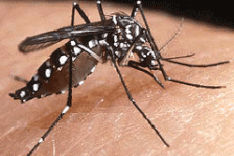 New virus causes dengue symptoms