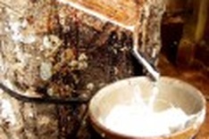 Rubber exports to hit target