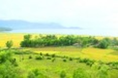 Harvest time on the shores of Tam Giang Lagoon