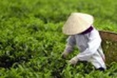 Vietnam tea exports to hit $700 million by 2020