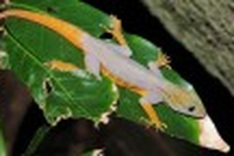New to Nature: Psychedelic Vietnam gecko