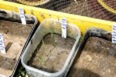 3000 year old paddies baffle and excite scientists