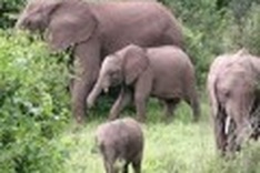 Wild elephant shows up in the Yok Don National Park