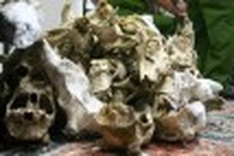 Vietnam’s soft conservation policies hard on tigers