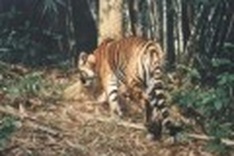 Vietnam joins in efforts to conserve tigers