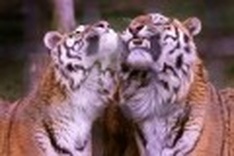 Researchers see ASEAN losing biodiversity