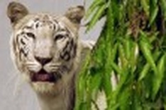 On the brink of extinction, tigers need man as never before