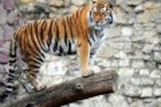 World leaders seek to save the tiger from extinction