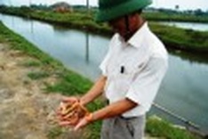 Prawn farmers suffer devastating losses