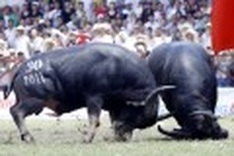 In photos: Do Son Buffalo Fighting Festival