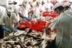 An Giang builds Global GAP standard tra and basa fish farming areas