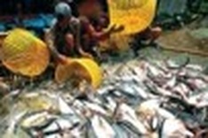 WWF not yet to remove Tra fish from Red List