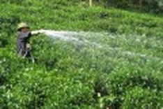 First international tea festival to be held in Vietnam