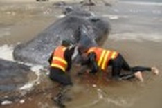 22 sperm whales die in Australia