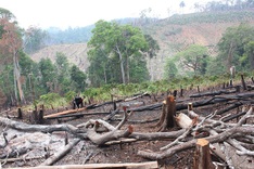Thousands of hectares of forest destroyed in Central Highlands
