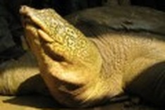 Asia’s giant softshell turtles teeter on the brink extinction