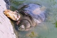 Does Hoan Kiem have two legendary turtles?