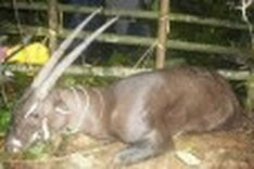 'Asian unicorn' spotted for first time in a decade