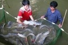 Vietnam will invest USD1.91 billion in aquaculture by 2020