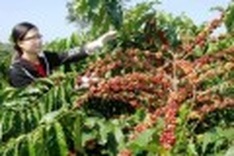Vietnamese coffee companies afraid of losing their own market