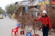 Hanoi streets full of the colours of Tet