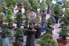 Can Tho ornamental trees symbolise Tet