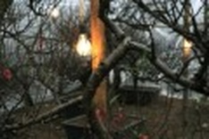 Peach blossoms need electricity to bloom in a cold Tet