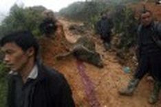 Extreme cold kills precious buffaloes in Sapa