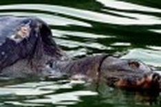 Protecting Hoan Kiem’s famed soft-shell turtle