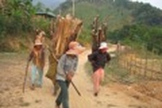 Ro Ngao tradition says firewood is key to a happy home