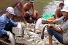 Vietnam and WWF united on tra fish development
