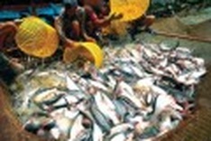 Vietnam Fisheries Association asks WWF to apologise