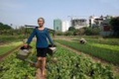 New buildings knocking down traditional herb in Hanoi