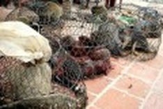 Vietnam a hub for trafficking of endangered animals