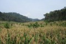 Tradition and protection collide in Gia Lai Province