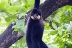 German scientists discover rare ape species in Asia