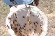 Grasshoppers destroying crops
