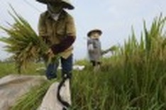 Chinese demand quickly changes rice market