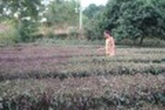 Drought devastates tea plantations