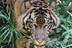 Tiger-rescue plan to be drawn up in Indonesia