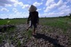 Vietnam\'s Mekong paddies dry up