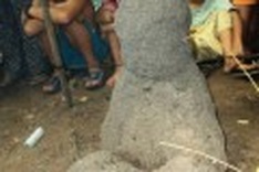 Workers discover “Buddha” ant hill