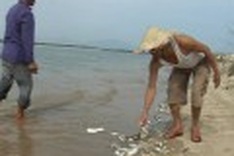 Investigation begins on Tra Khuc River fish deaths