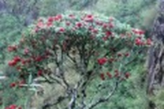 Climbing Fan Xi Pan Mountain hazardous to ecosystem