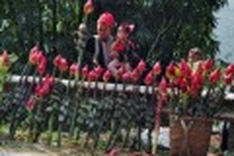 A different blossom for Tet