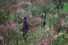 Falling blossoms hurt growers